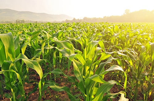 AGRICULTURE & FARMING
